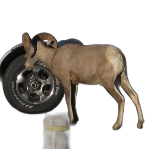 animal, weapon, car, 3d render transparent PNG cut-out