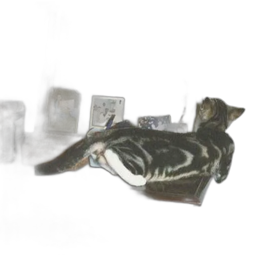 shoes, jewelry, furniture, animal transparent PNG cut-out