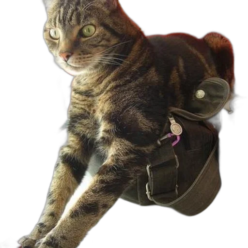 animal, jacket, staff, creature transparent PNG cut-out