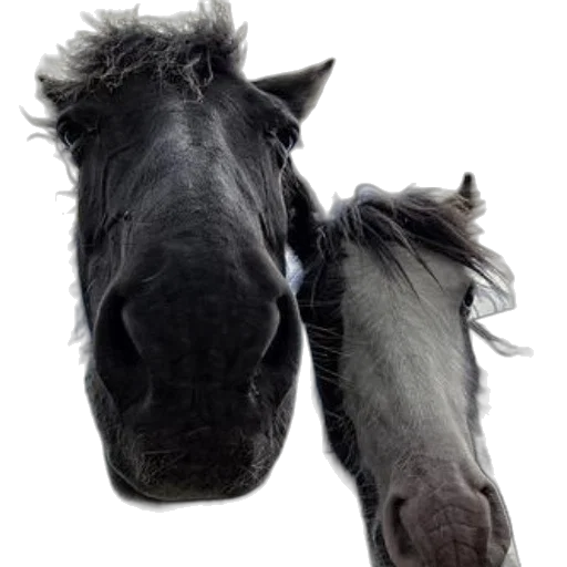animal, hair, hat, face transparent PNG cut-out