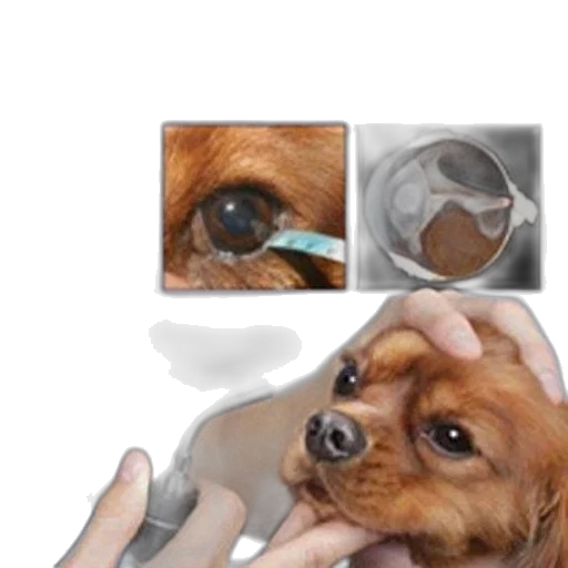 face, animal, creature, mask transparent PNG cut-out