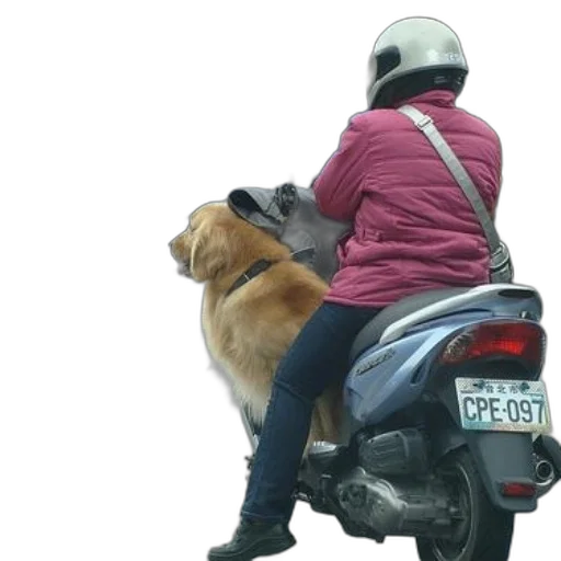 animal, jacket, photorealistic, person transparent PNG cut-out