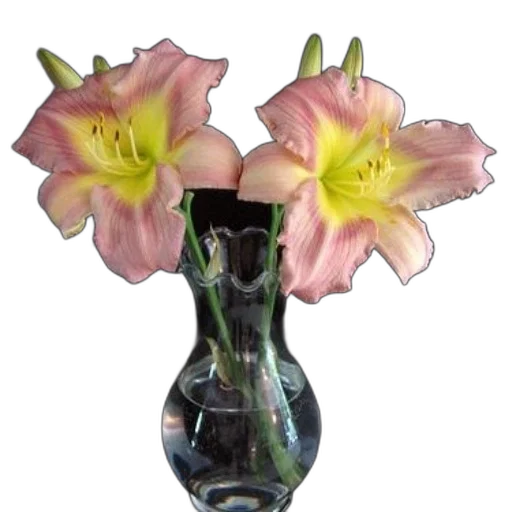 flower, crown, jewelry, photorealistic transparent PNG cut-out