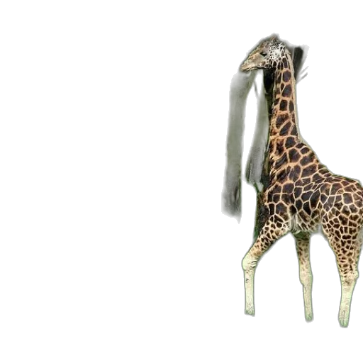 animal, shoes, creature, weapon transparent PNG cut-out