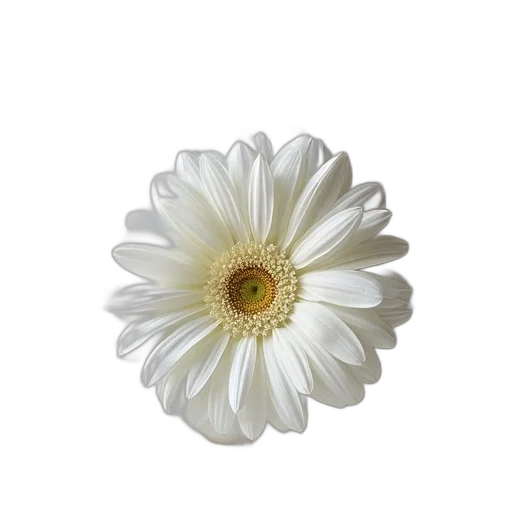 flower, jewelry, crown, staff transparent PNG cut-out