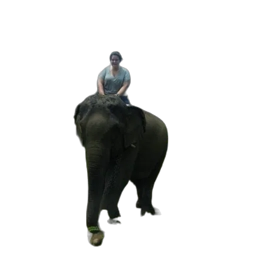 animal, creature, hat, staff transparent PNG cut-out