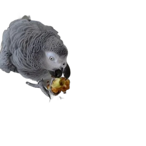 food, animal, creature, jewelry transparent PNG cut-out