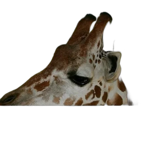 animal, mask, creature, shoes transparent PNG cut-out