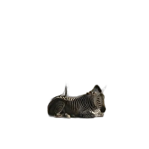 animal, shoes, jewelry, creature transparent PNG cut-out