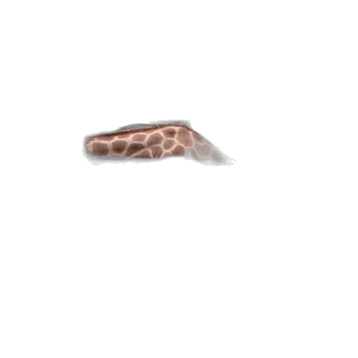 animal, jewelry, hair, creature transparent PNG cut-out