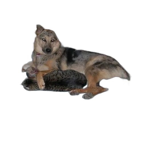 animal, creature, staff, weapon transparent PNG cut-out