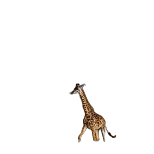 animal, creature, hat, umbrella transparent PNG cut-out