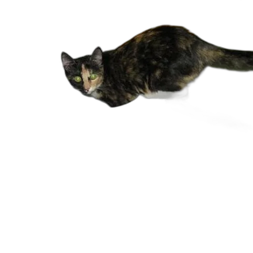 animal, creature, staff, weapon transparent PNG cut-out