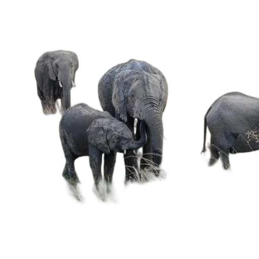 animal, creature, furniture, 3d render transparent PNG cut-out