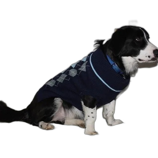 jacket, staff, animal, creature transparent PNG cut-out