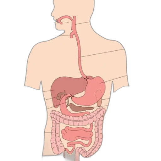 food, jewelry, staff, animal transparent PNG cut-out