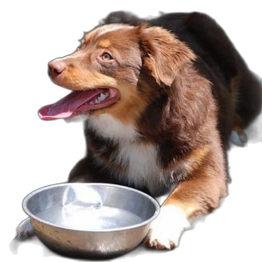 food, animal, creature, photorealistic transparent PNG cut-out