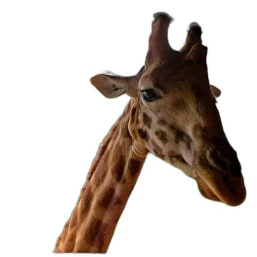 animal, creature, staff, hat transparent PNG cut-out