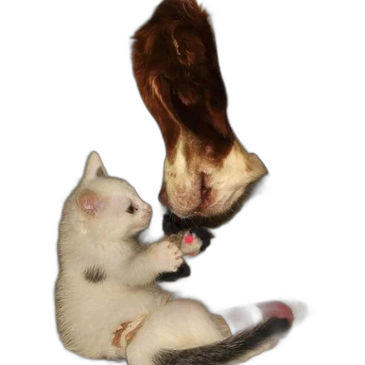 hair, animal, hat, staff transparent PNG cut-out