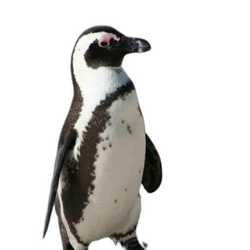 animal, staff, creature, robot transparent PNG cut-out