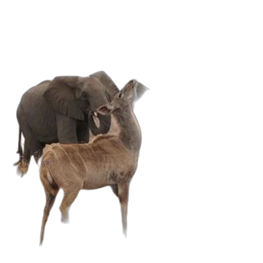 animal, creature, concept art, 3d render transparent PNG cut-out