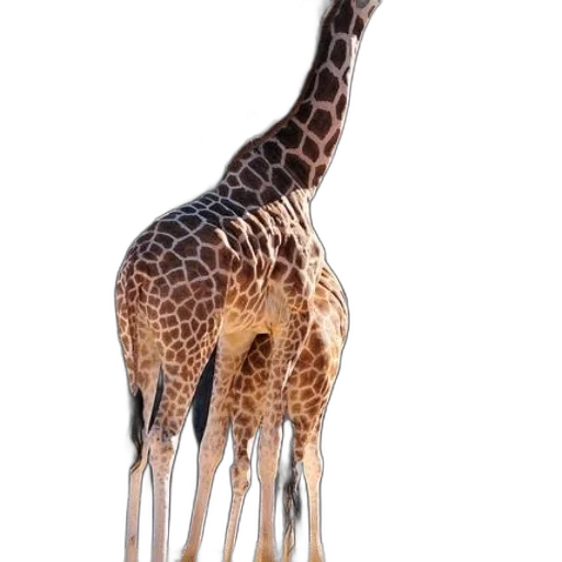 animal, creature, staff, umbrella transparent PNG cut-out