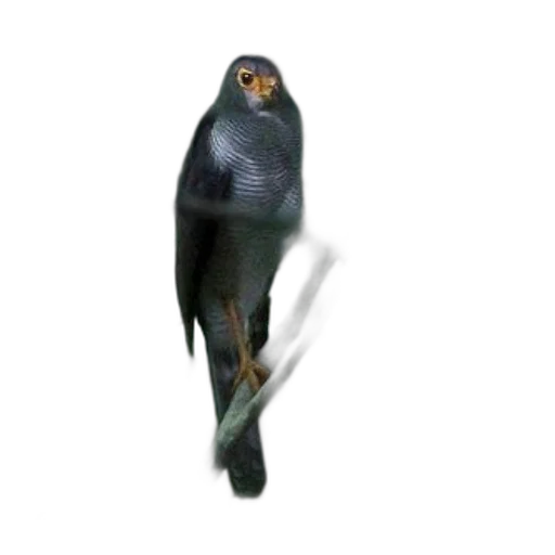 animal, creature, staff, robot transparent PNG cut-out