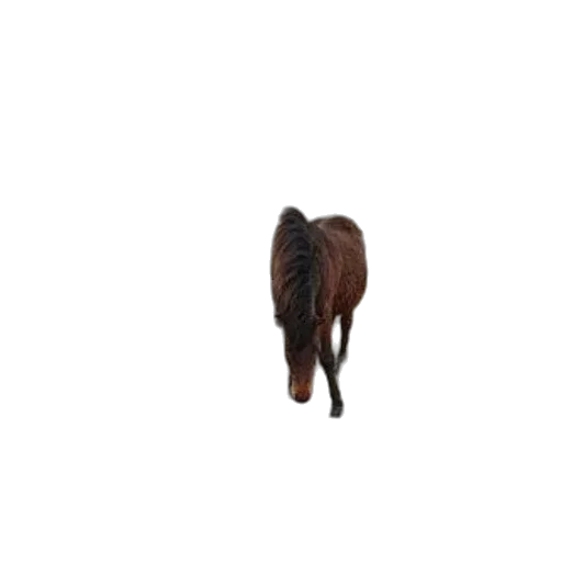 animal, hair, creature, staff transparent PNG cut-out