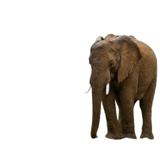 animal, creature, staff, weapon transparent PNG cut-out