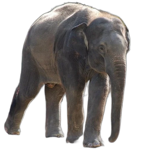 animal, creature, staff, face transparent PNG cut-out