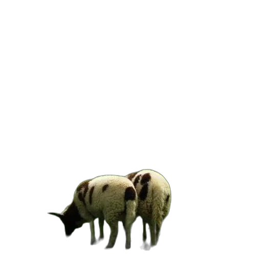 animal, creature, food, mask transparent PNG cut-out