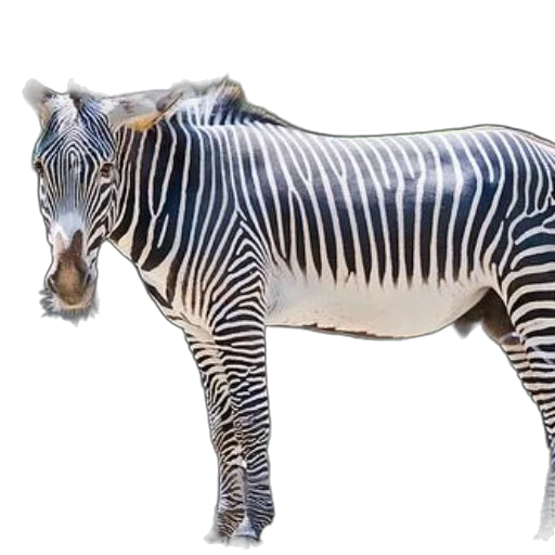 animal, creature, weapon, jewelry transparent PNG cut-out