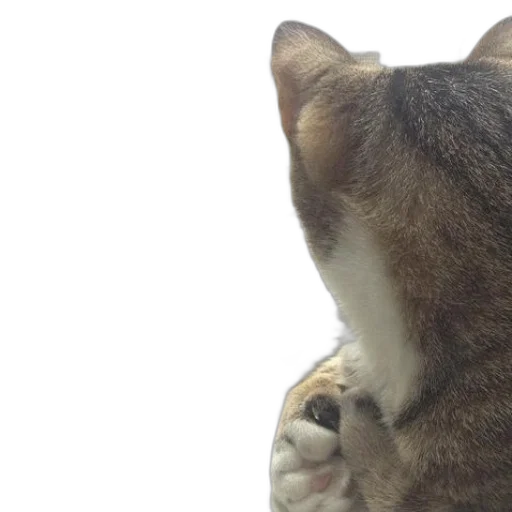 animal, creature, face, staff transparent PNG cut-out