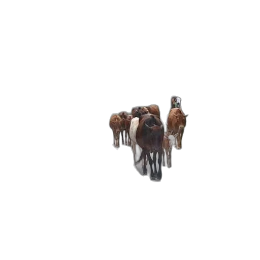 animal, furniture, staff, jewelry transparent PNG cut-out