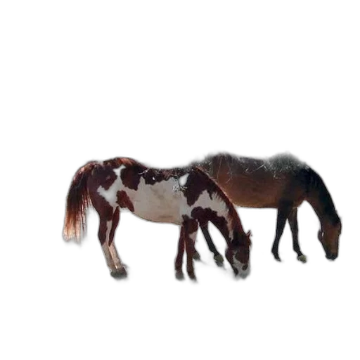 animal, creature, hair, furniture transparent PNG cut-out