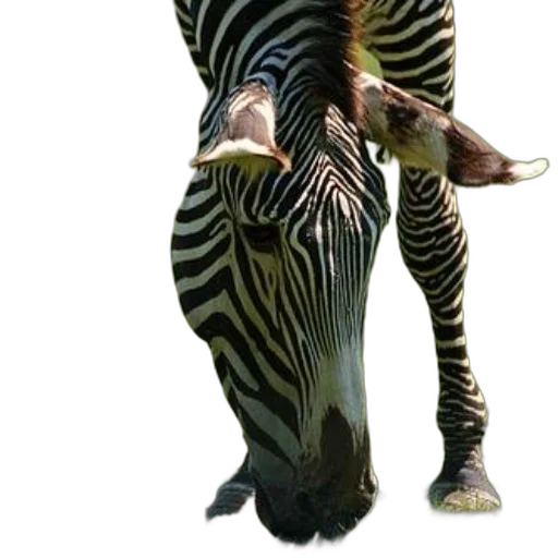 animal, creature, staff, dragon transparent PNG cut-out