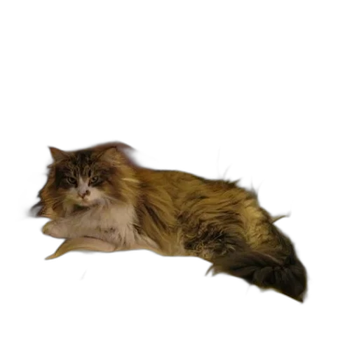 animal, creature, staff, hair transparent PNG cut-out