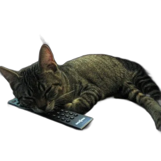 staff, animal, 3d render, cat transparent PNG cut-out