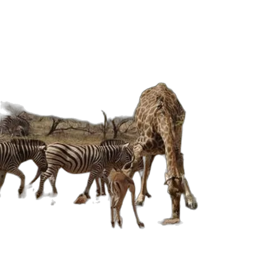 animal, creature, dragon, furniture transparent PNG cut-out