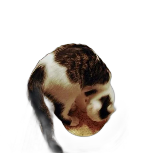 animal, creature, hair, mask transparent PNG cut-out