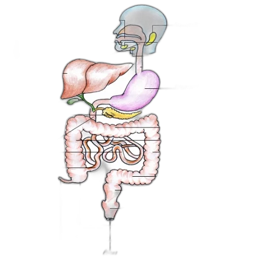 detailed, anatomical, diagram, human transparent PNG cut-out