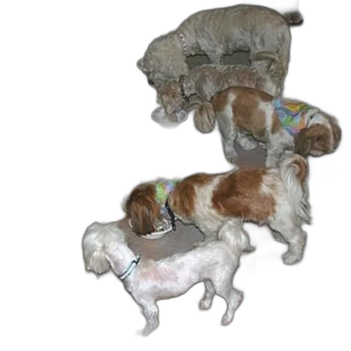 group, small, dogs, eating transparent PNG cut-out