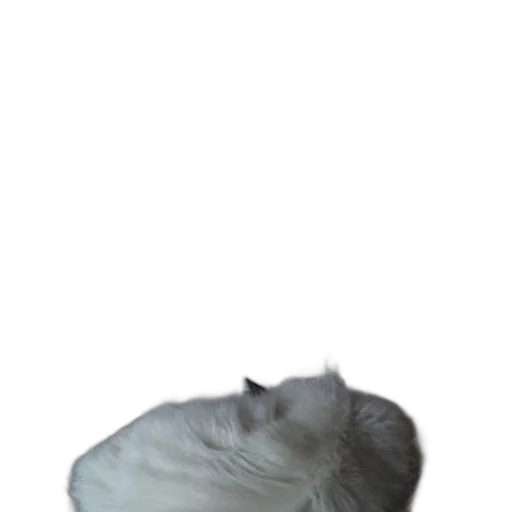 hair, animal, creature, hat transparent PNG cut-out