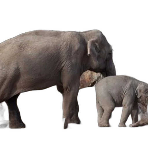 animal, 3d render, mother, elephant transparent PNG cut-out