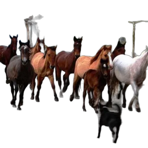 animal, staff, weapon, jewelry transparent PNG cut-out