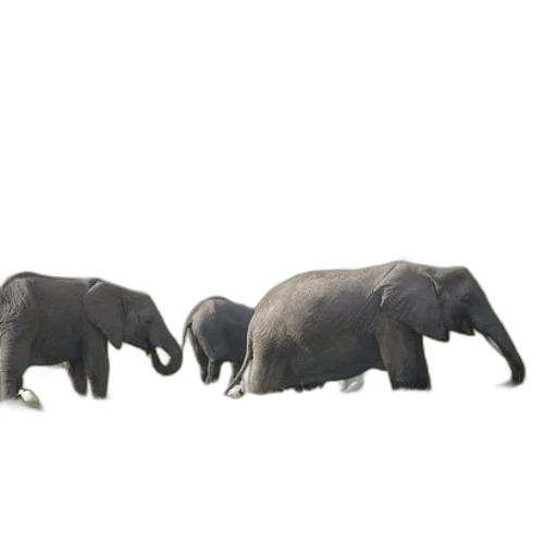 animal, creature, jewelry, 3d render transparent PNG cut-out