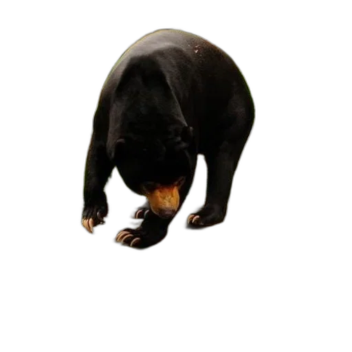 animal, creature, food, staff transparent PNG cut-out
