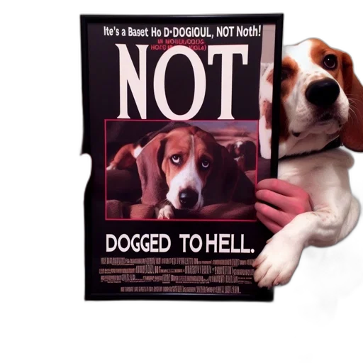 animal, two, beagles, stare transparent PNG cut-out