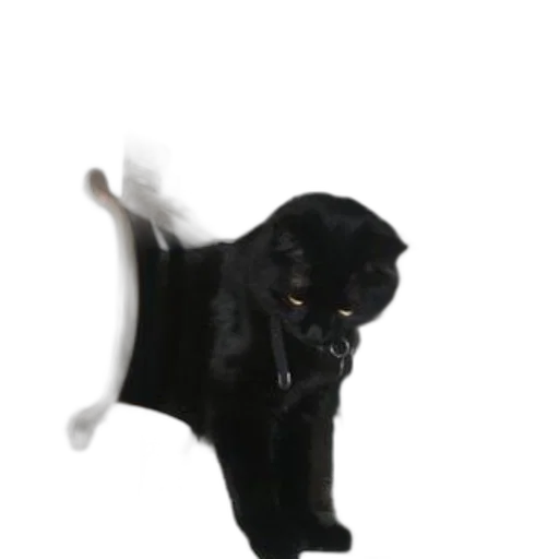 shoes, staff, hat, animal transparent PNG cut-out