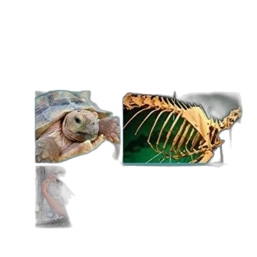 hat, animal, jewelry, creature transparent PNG cut-out